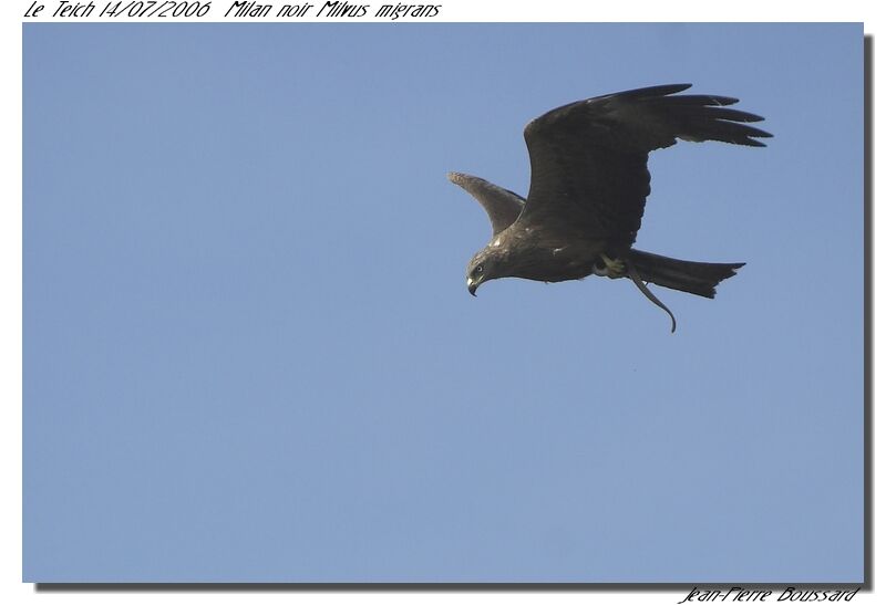 Black Kite male adult