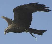 Black Kite