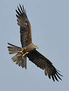 Black Kite