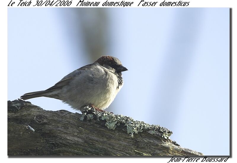 Moineau domestique mâle adulte