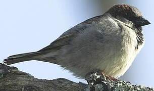 Moineau domestique