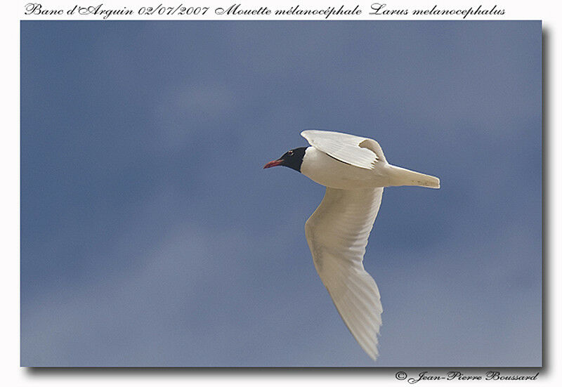 Mouette mélanocéphaleadulte nuptial