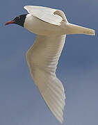 Mediterranean Gull