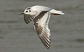 Little Gull