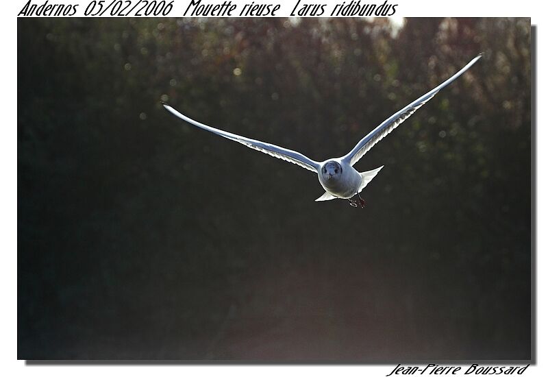 Mouette rieuse