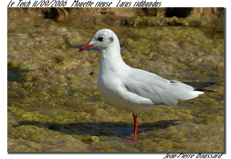 Mouette rieuse