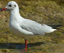 Mouette rieuse