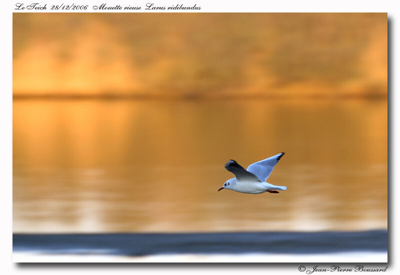 Mouette rieuseadulte internuptial