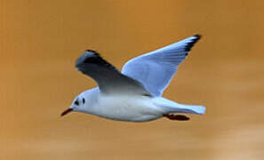 Mouette rieuse