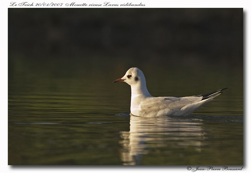 Black-headed Gull