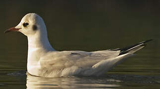 Mouette rieuse