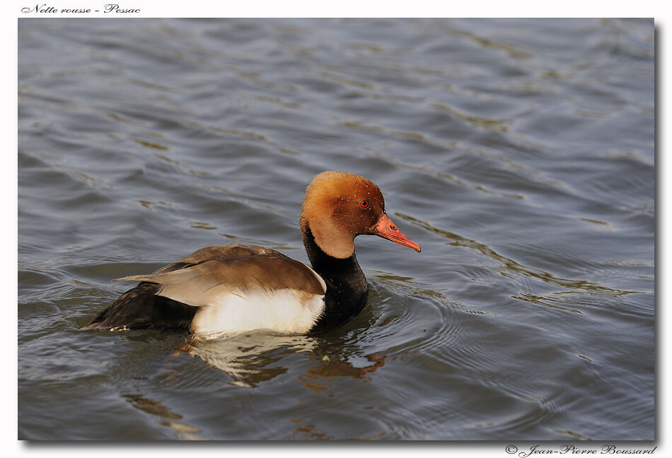 Red-crested Pochard male adult