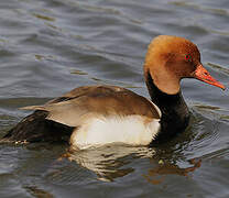 Red-crested Pochard