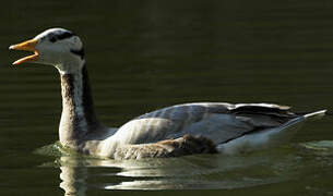 Bar-headed Goose