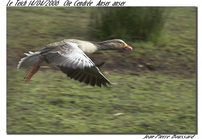 Greylag Goose