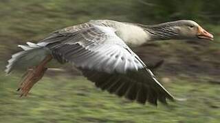 Greylag Goose