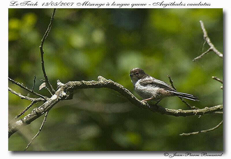 Long-tailed Titjuvenile