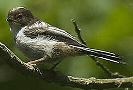 Long-tailed Tit