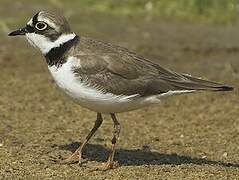 Little Ringed Plover