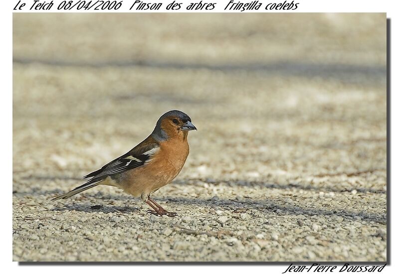 Common Chaffinch male adult breeding