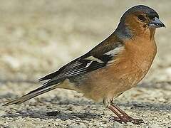 Common Chaffinch