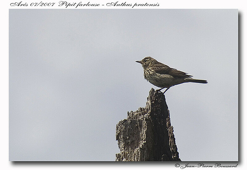 Meadow Pipit