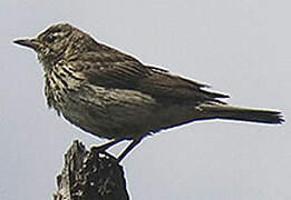 Meadow Pipit