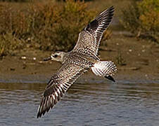 Grey Plover