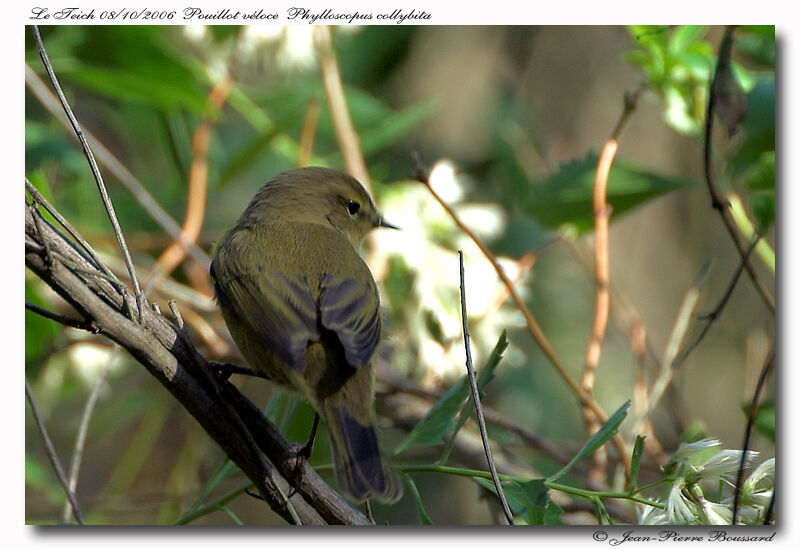 Common Chiffchaff