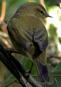 Common Chiffchaff