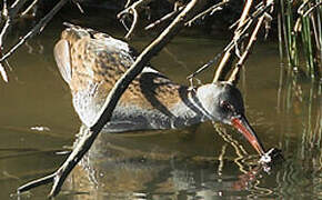 Water Rail