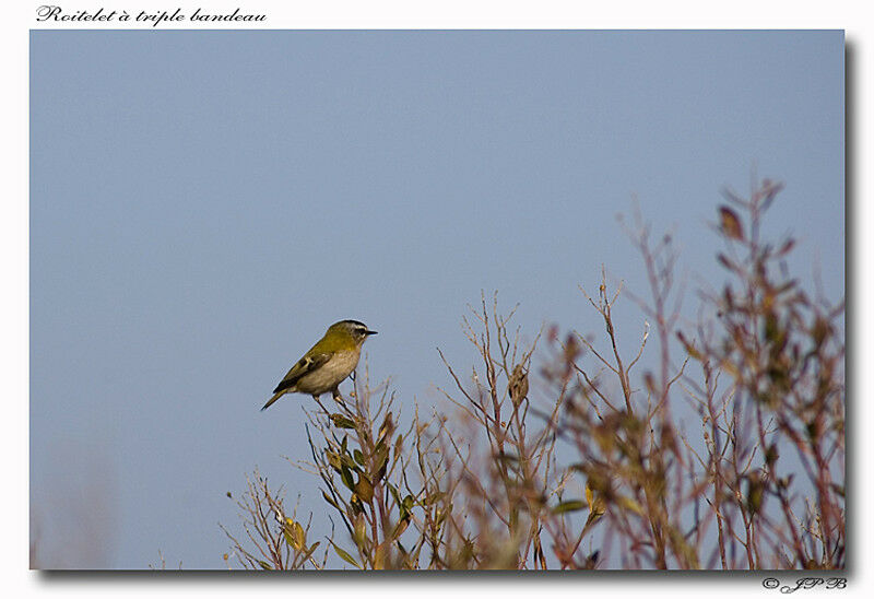 Common Firecrest male adult