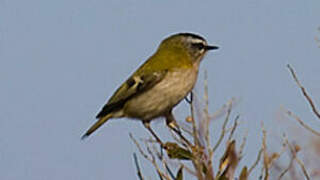 Common Firecrest