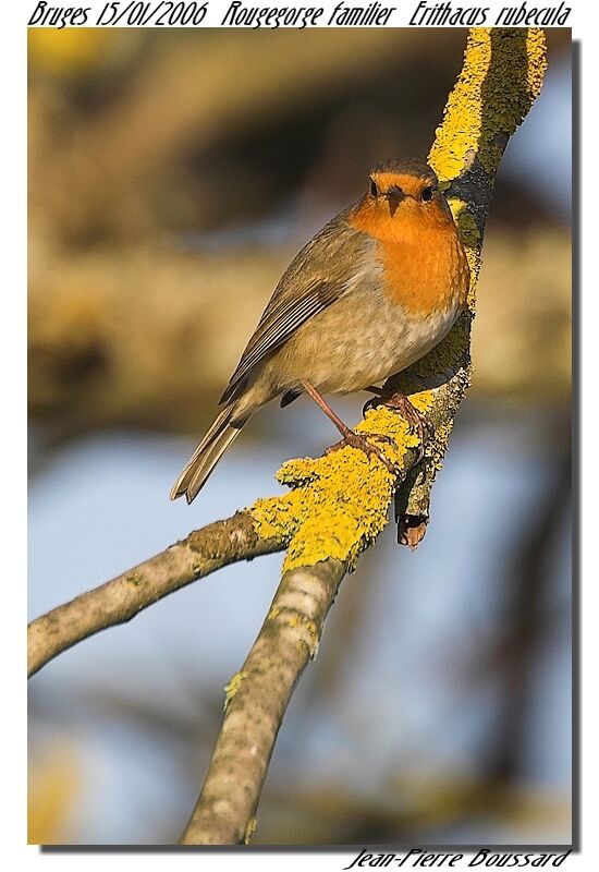 European Robin