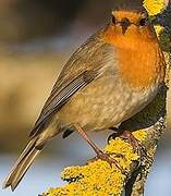 European Robin