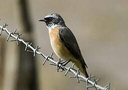 Common Redstart