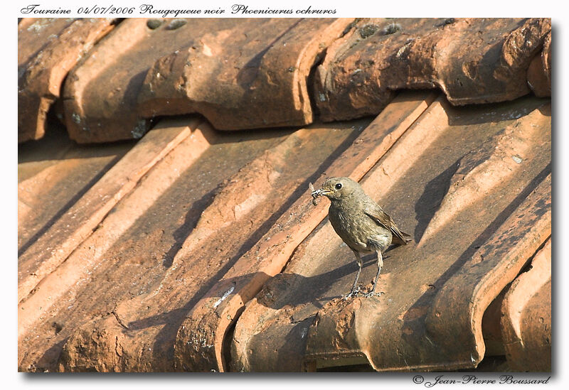 Black Redstart female adult, Reproduction-nesting