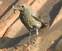 Black Redstart