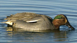 Eurasian Teal