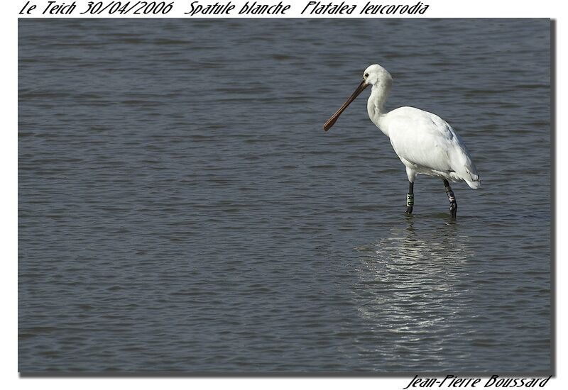 Spatule blanche