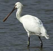 Eurasian Spoonbill