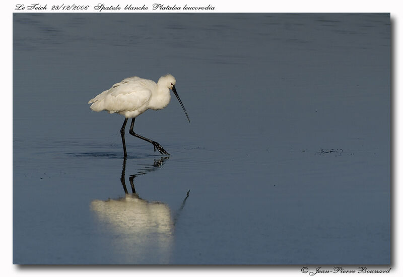 Eurasian Spoonbilljuvenile