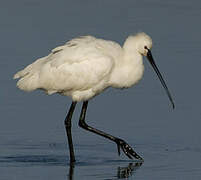 Eurasian Spoonbill