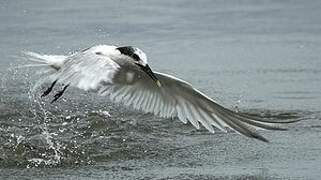 Sandwich Tern