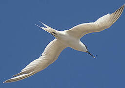 Sandwich Tern