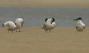 Sandwich Tern