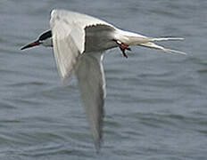 Common Tern