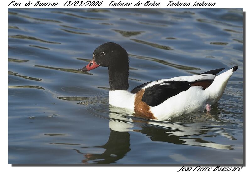 Common Shelduck