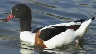 Common Shelduck