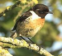 European Stonechat